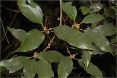 Neolitsea scrobiculata